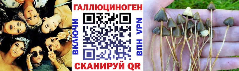 сколько стоит  МЕГА вход  Псилоцибиновые грибы MAGIC MUSHROOMS  Верхотурье 